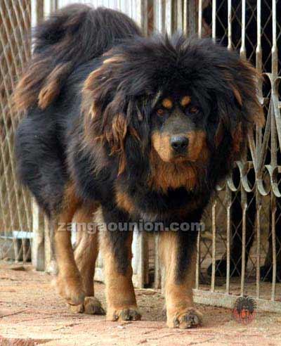 上海愛(ài)家寵物訓(xùn)練學(xué)校專業(yè)藏獒犬訓(xùn)練
