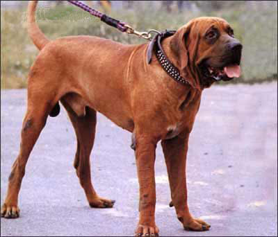 上海愛(ài)家寵物訓(xùn)練學(xué)校專業(yè)日本土佐犬訓(xùn)練