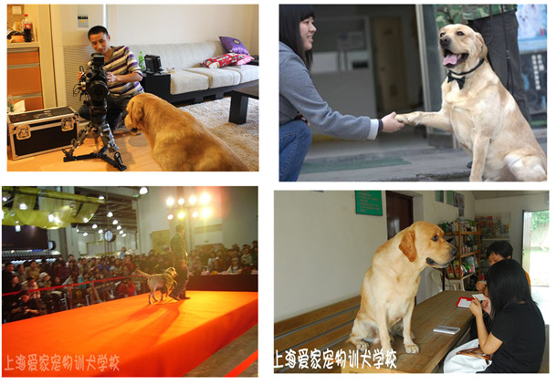 狗狗培訓(xùn) 狗狗上學(xué) 訓(xùn)狗