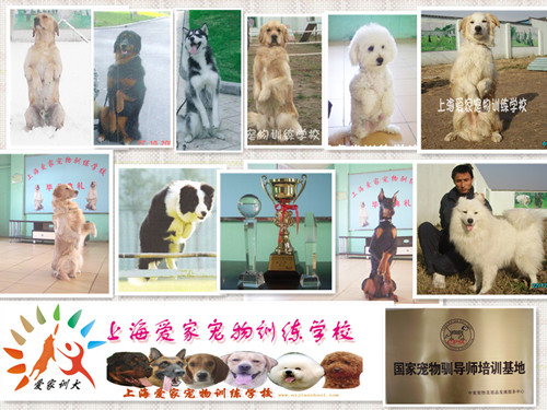 寵物學(xué)校 寵物訓(xùn)練 上海寵物學(xué)校