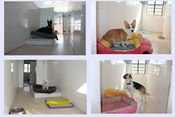訓(xùn)犬基地 訓(xùn)犬 訓(xùn)狗場(chǎng)