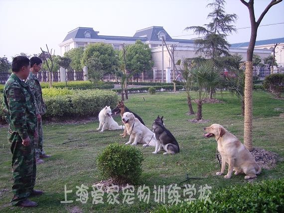 訓狗基地 訓狗學校 上海訓狗