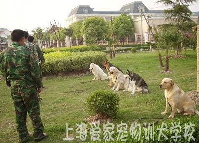 狗狗學校 狗狗訓練 狗狗培訓