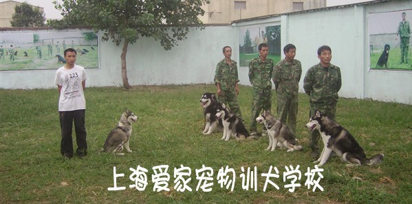 狗狗培訓 狗狗學校 訓狗基地