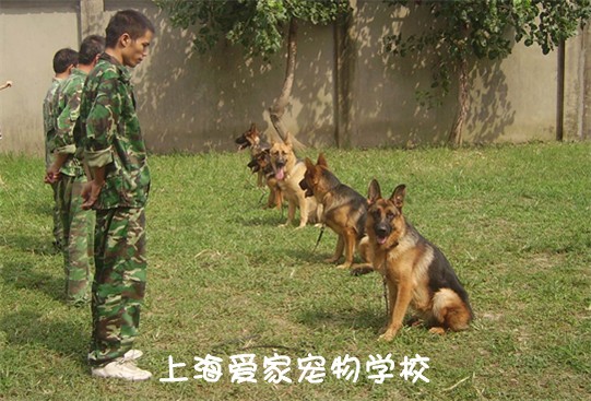 警犬訓練 軍犬訓練 警犬