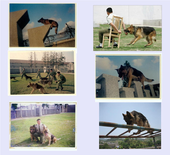 訓狗基地 訓犬基地 上海訓犬