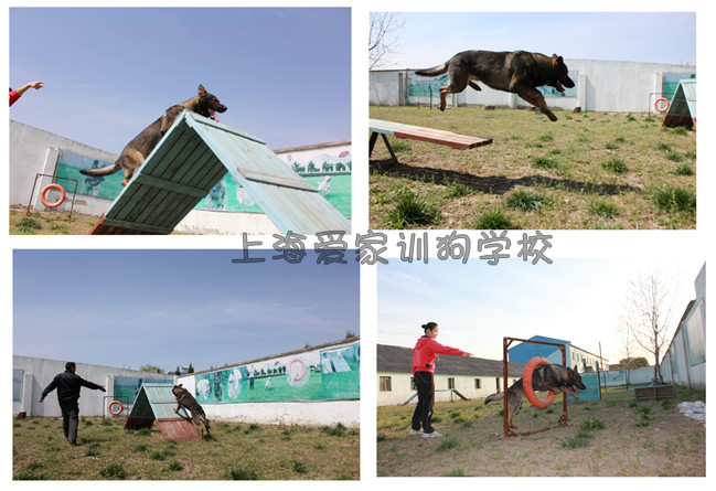 訓犬 上海訓犬學校 上海訓狗基地