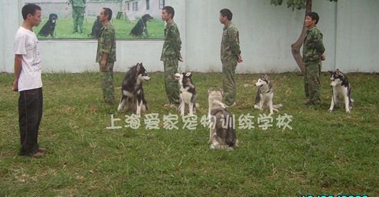 上海訓(xùn)犬學(xué)校