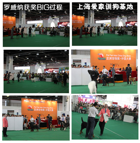訓(xùn)狗比賽 上海愛(ài)家訓(xùn)狗基地