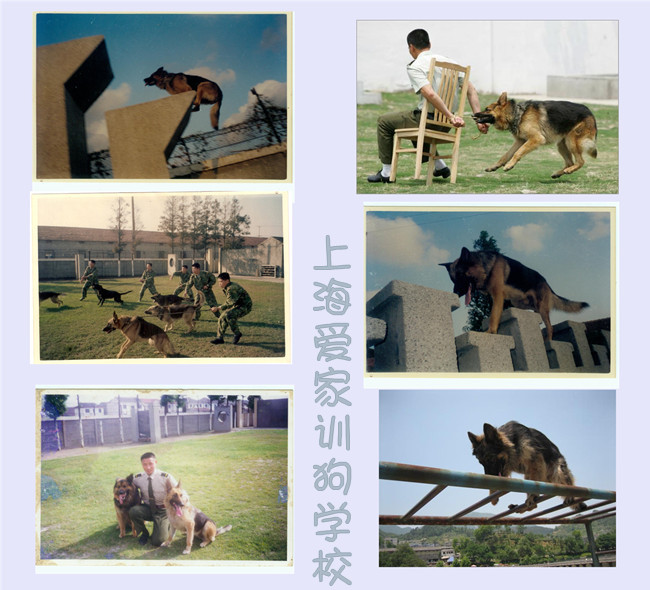 訓狗基地