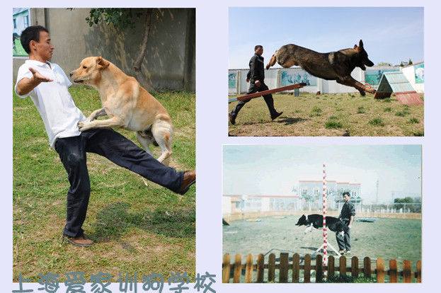 狗狗學(xué)校 訓(xùn)狗學(xué)校