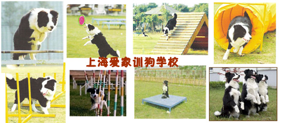 狗學(xué)校 訓(xùn)狗基地