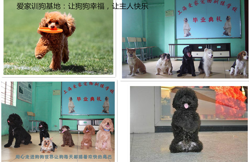 寵物學(xué)校 訓(xùn)狗基地