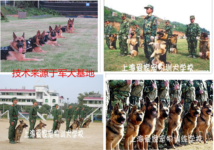 軍犬訓(xùn)練 訓(xùn)狗學(xué)校